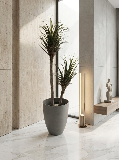 Artisanal Staggered Dracaena Marginata - 5ft