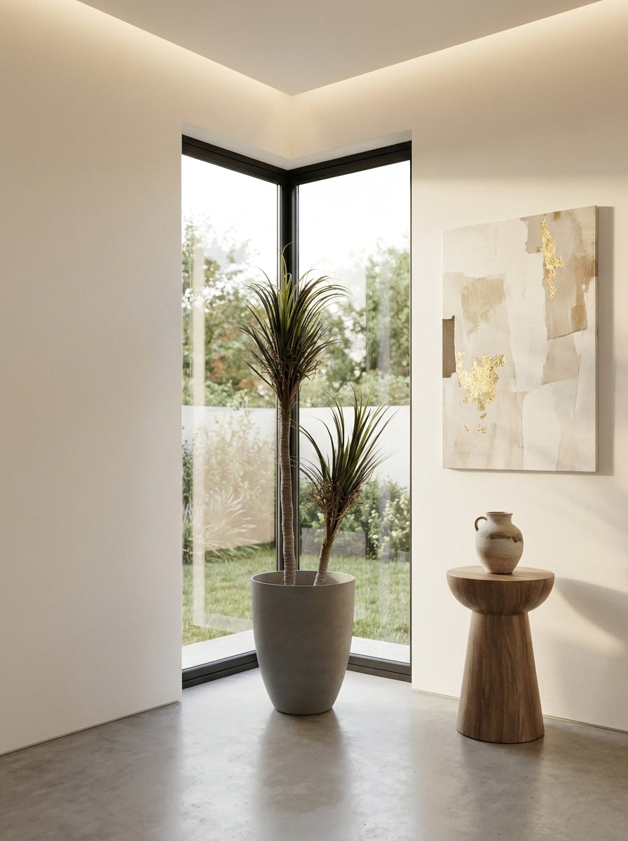Artisanal Staggered Dracaena Marginata - 5ft