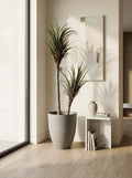 Artisanal Staggered Dracaena Marginata - 5ft