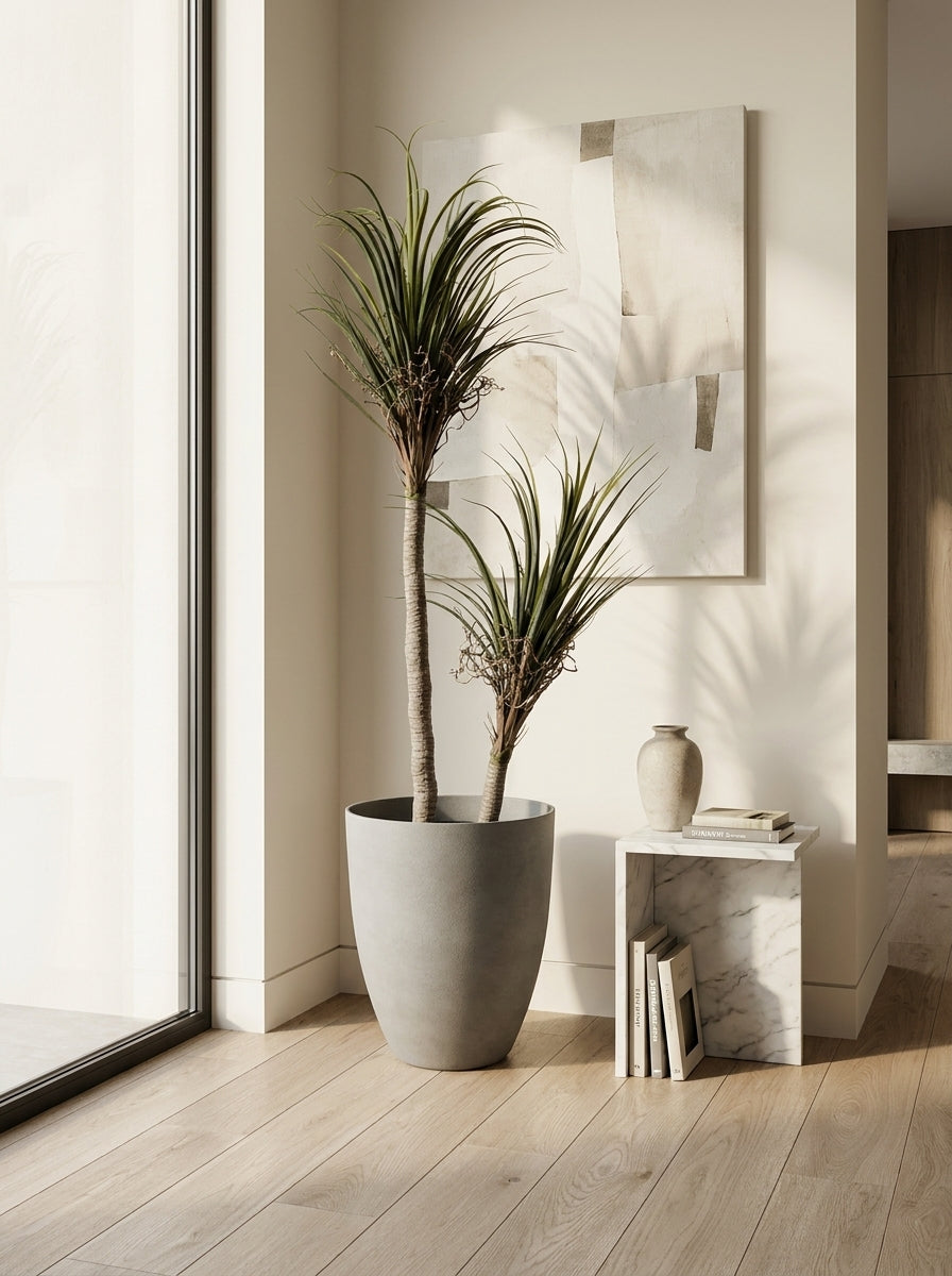 Artisanal Staggered Dracaena Marginata - 5ft
