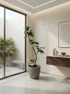 The Minimalist Columnar Ficus - 5.5ft