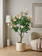 The Cape Periwinkle Tree - 5ft