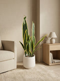 The Vanguard Architectural Sansevieria - 3ft