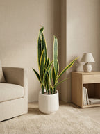 The Vanguard Architectural Sansevieria - 3ft