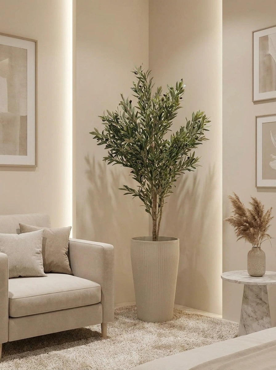 The Tuscan Reserve Olive Tree - 5.5ft
