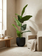 The Sovereign Ascension Strelitzia - 5ft
