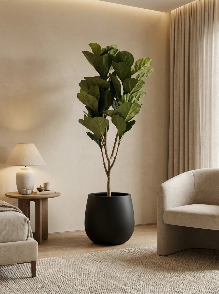 The Executive Reserve Ficus Lyrata - 6ft