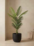 The Private Retreat Kentia Palm - 5ft