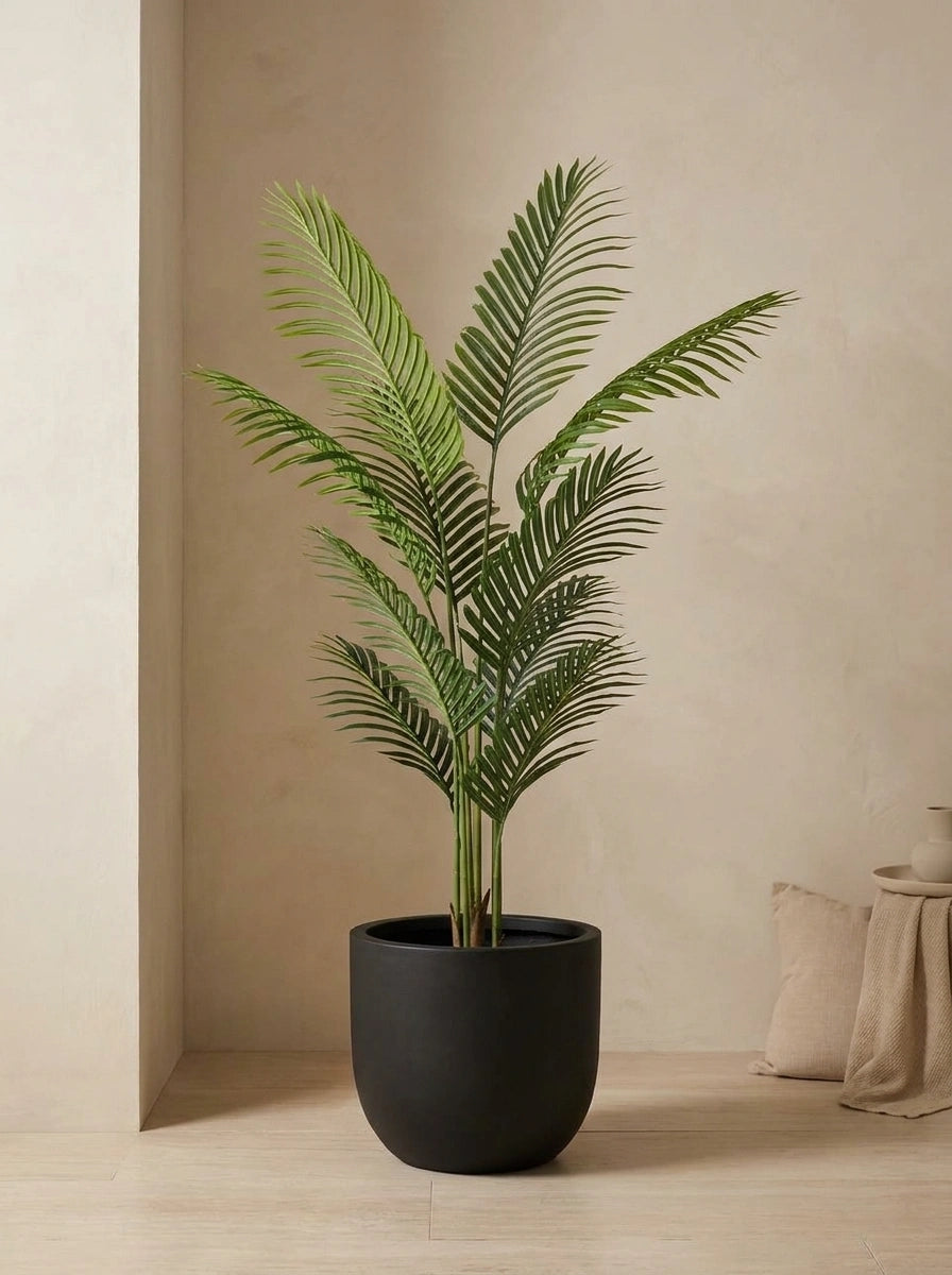 The Private Retreat Kentia Palm - 5ft