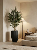 The Tuscan Reserve Olive Tree - 5.5ft