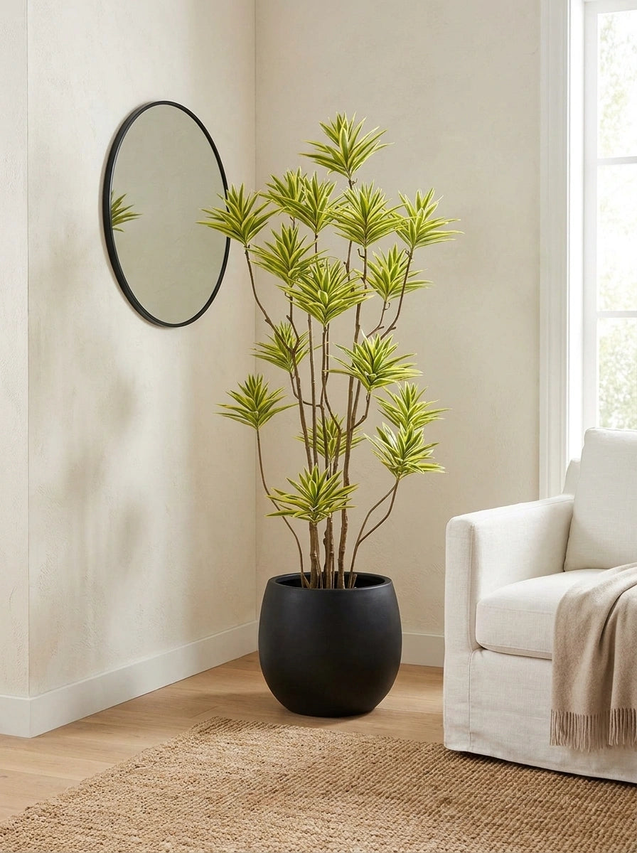 Solenne Dracaena - 5.5ft
