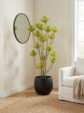 Solenne Dracaena - 5.5ft