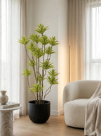 Solenne Dracaena - 5.5ft