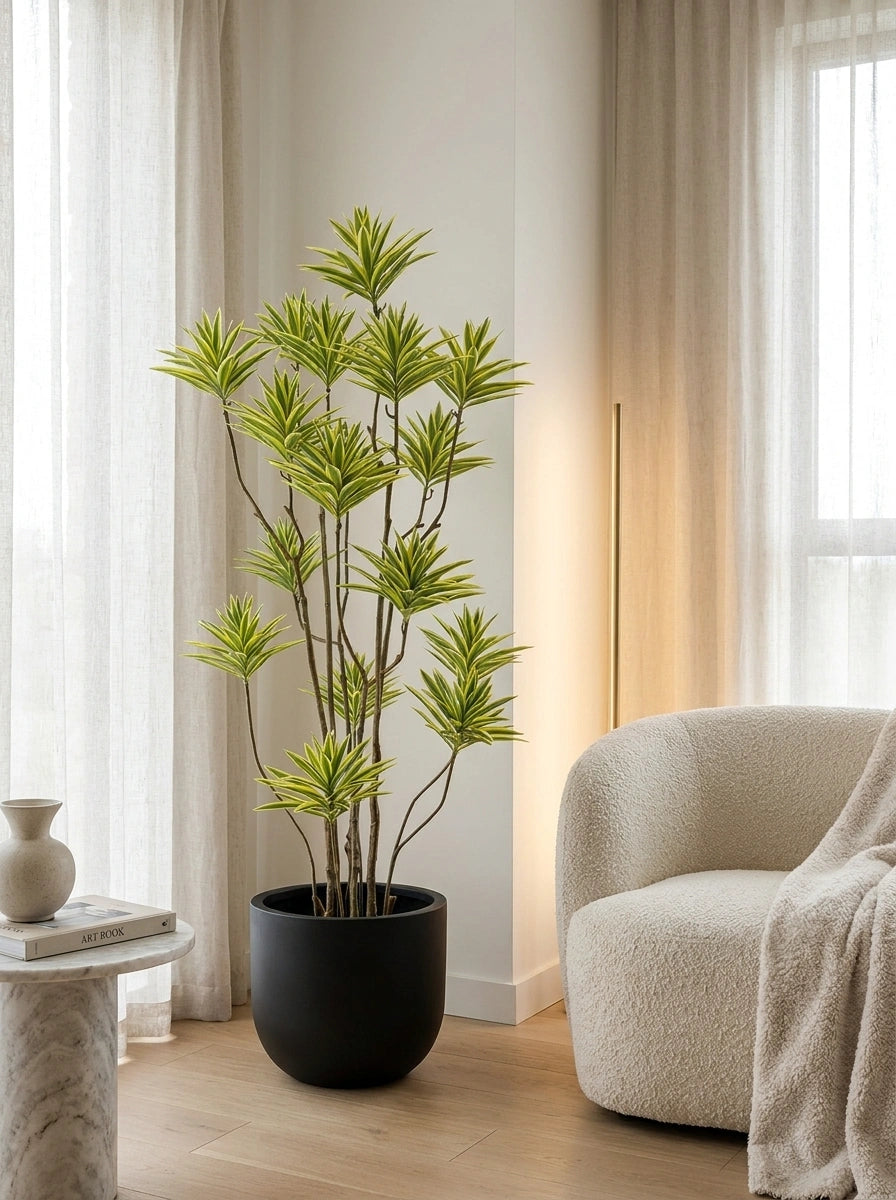 Solenne Dracaena - 5.5ft
