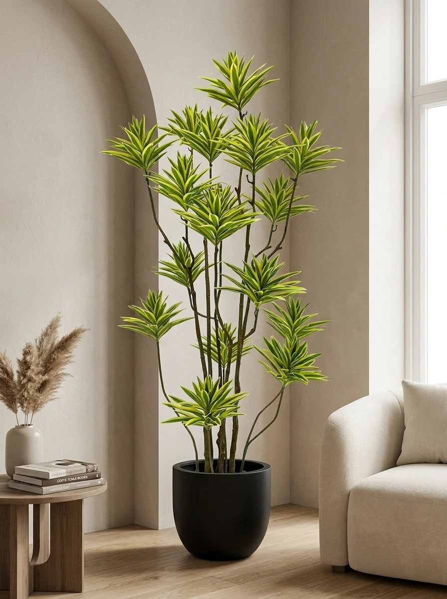 Solenne Dracaena - 5.5ft