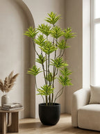 Solenne Dracaena - 5.5ft
