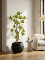 Solenne Dracaena - 5.5ft