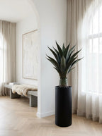 The Sonoran Agave Tree - 3.5ft