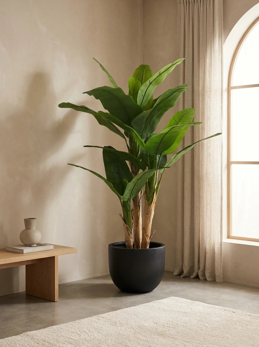 The Broadleaf Banana Tree - 5.5ft