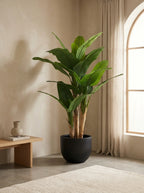 The Broadleaf Banana Tree - 5.5ft
