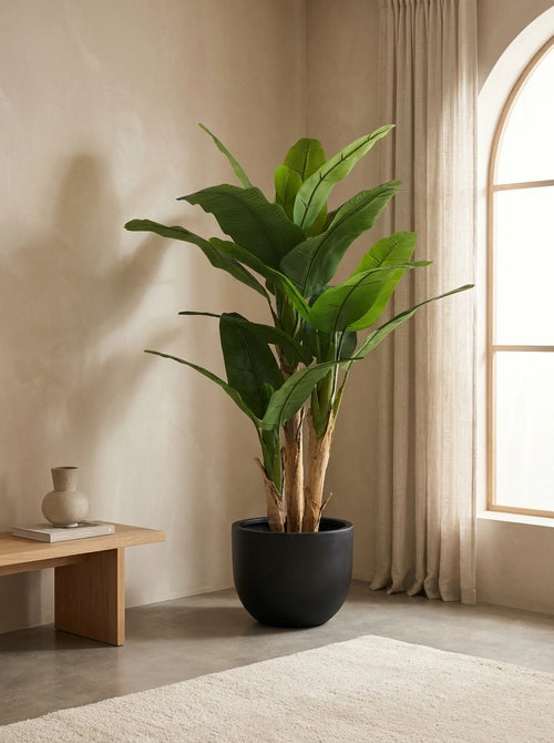 The Broadleaf Banana Tree - 5.5ft
