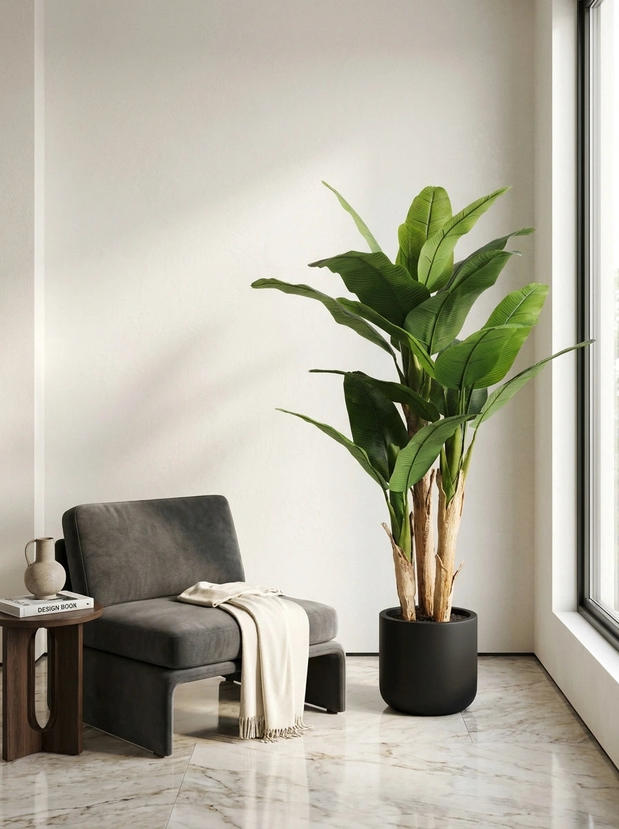 The Broadleaf Banana Tree - 5.5ft