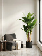 The Broadleaf Banana Tree - 5.5ft