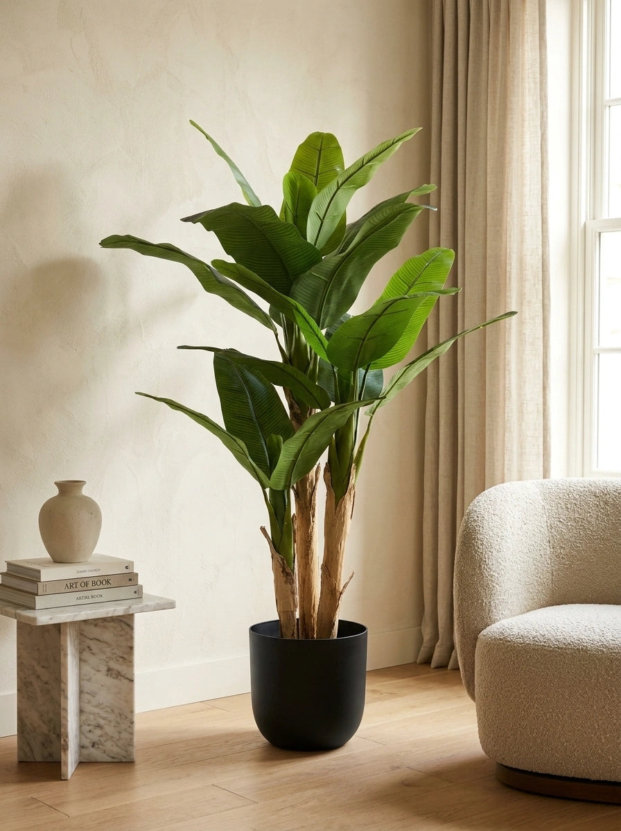 The Broadleaf Banana Tree - 5.5ft