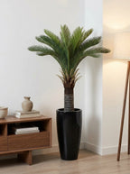 The Imperial Sago Palm - 4ft