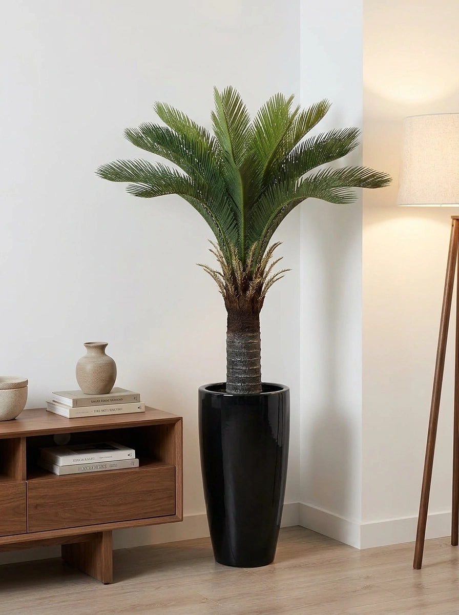 The Imperial Sago Palm - 4ft