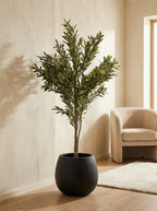 The Tuscan Reserve Olive Tree - 5.5ft