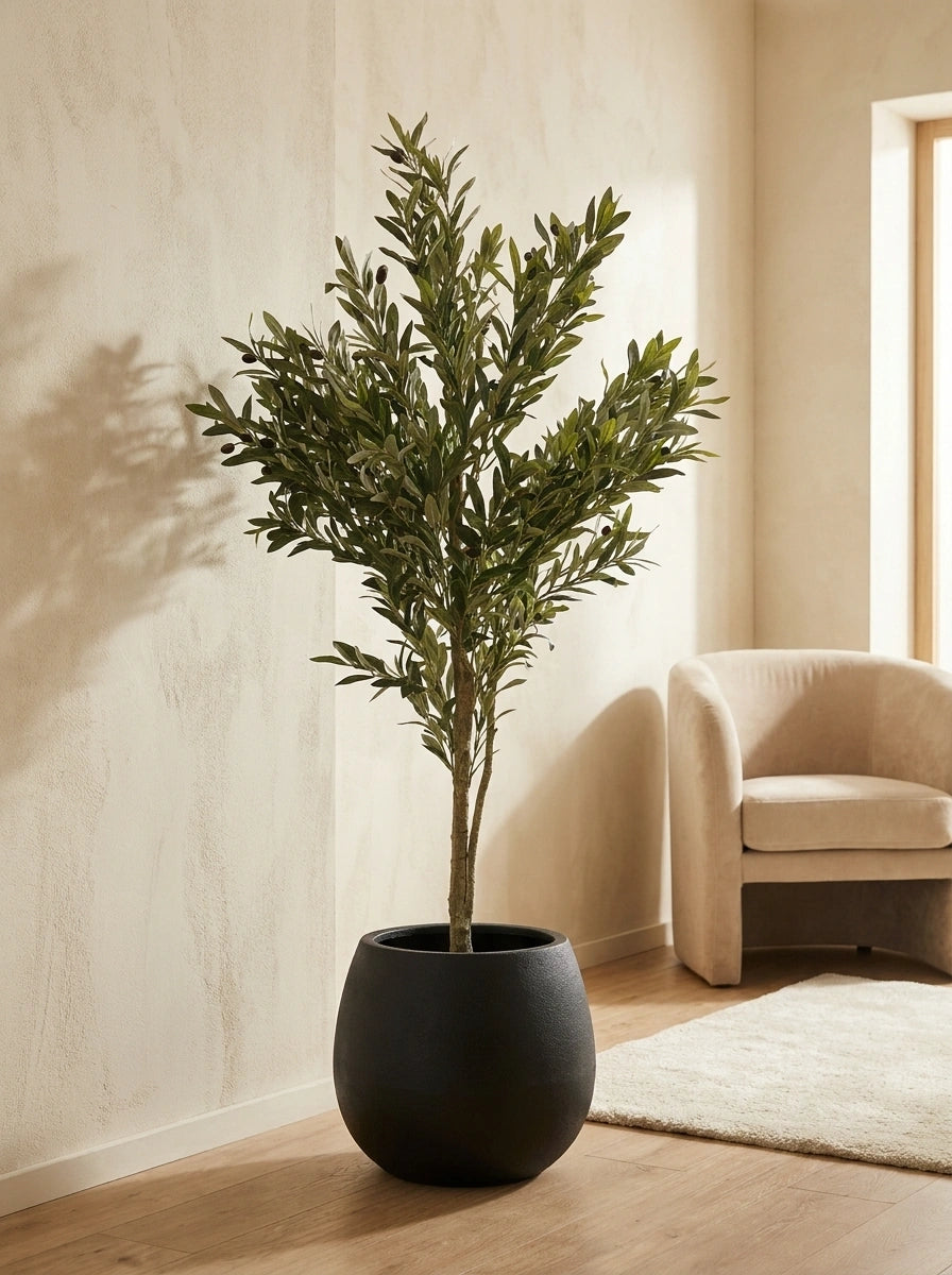 The Tuscan Reserve Olive Tree - 5.5ft