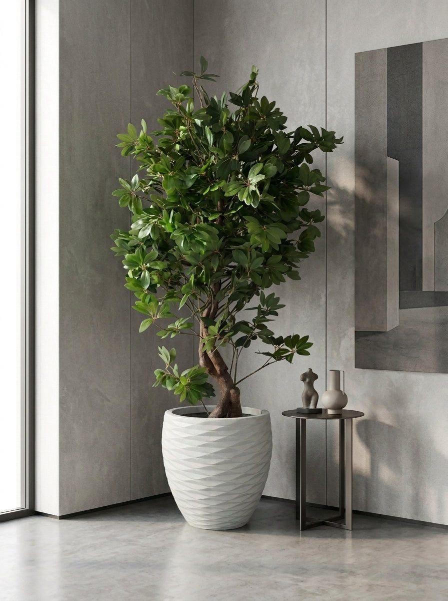 Twisted Schefflera Floor Tree - 5.5ft
