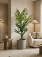 The Private Retreat Kentia Palm - 5ft