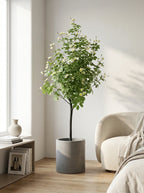 The Tuscan Jasmine Tree - 5.2ft