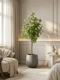 The Tuscan Jasmine Tree - 5.2ft