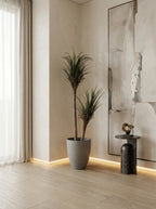 Artisanal Staggered Dracaena Marginata - 5ft