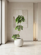 The Everfresh Orb Tree - 4ft