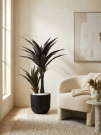Obsidian Dracaena - 4ft