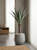 Sierra Crest Yucca - 4ft