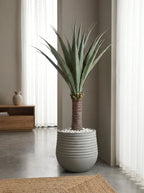 Sierra Crest Yucca - 4ft