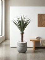 Sierra Crest Yucca - 4ft