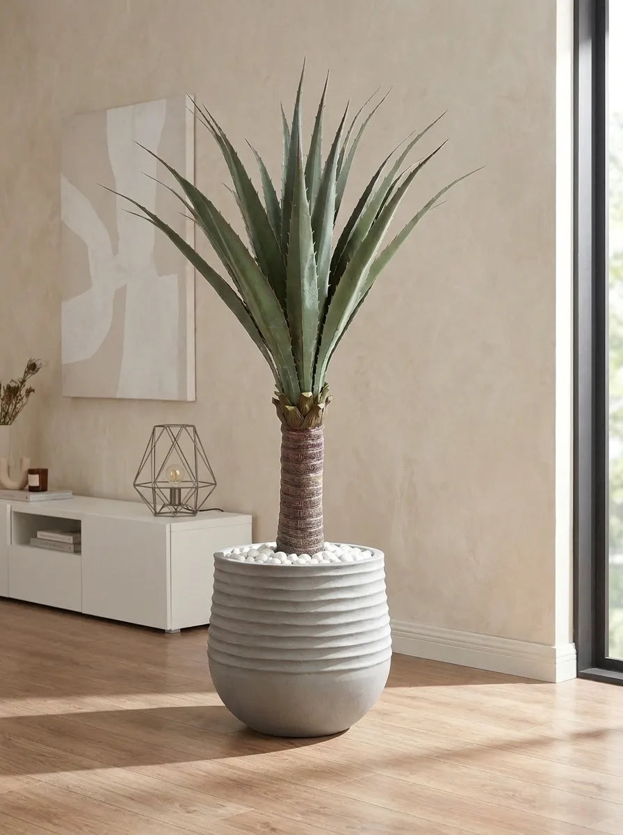 Sierra Crest Yucca - 4ft