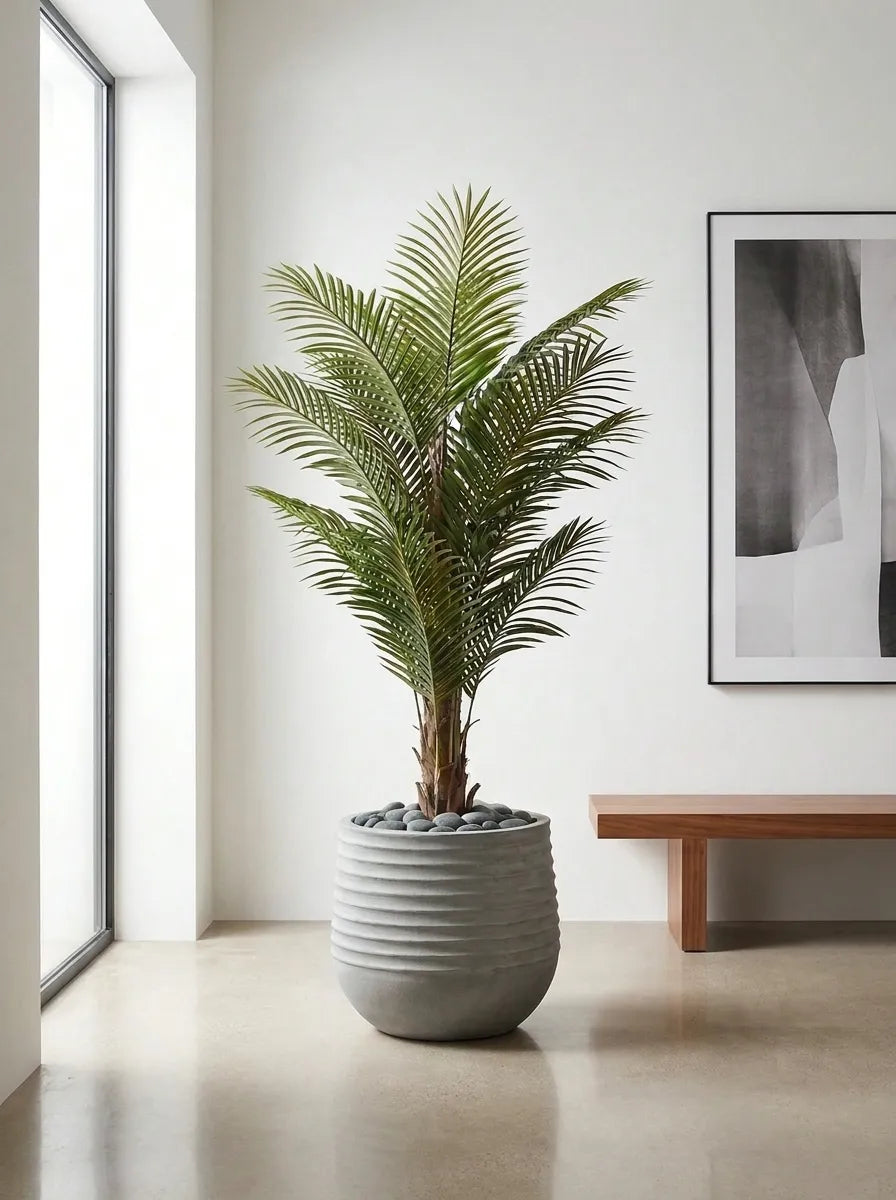 Imperial Areca Palm - 5ft
