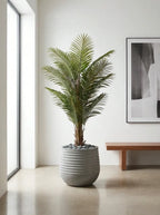 Imperial Areca Palm - 5ft