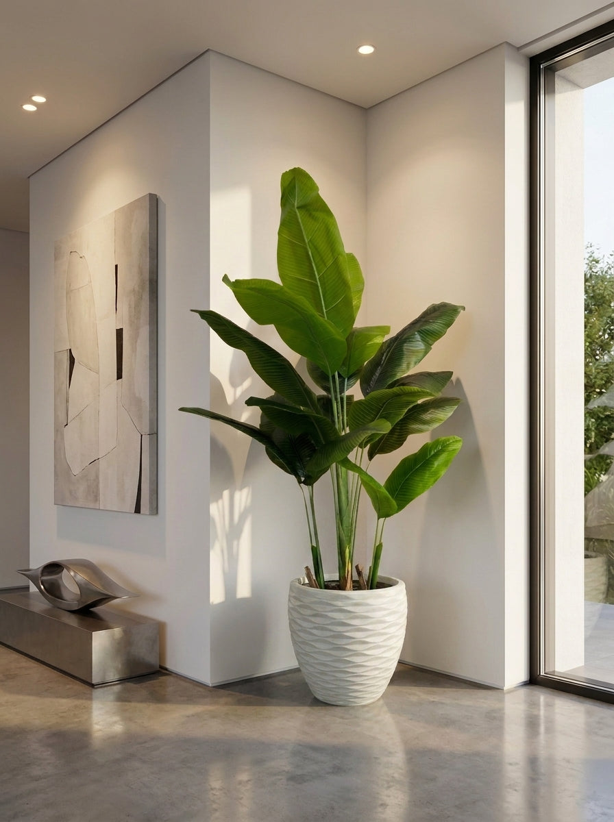 Coastal Bird of Paradise Tree - 6ft