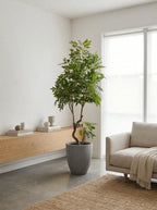 Verdant Haven Tree - 6ft