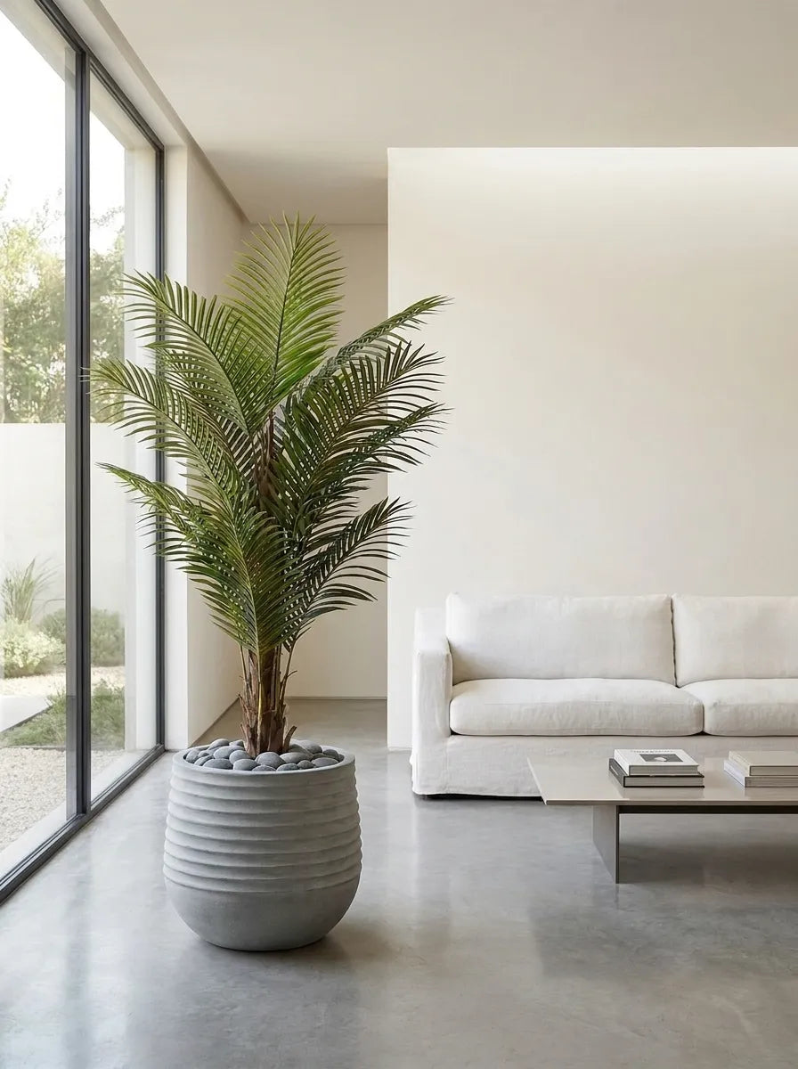 Imperial Areca Palm - 5ft