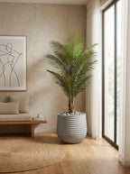 Imperial Areca Palm - 5ft