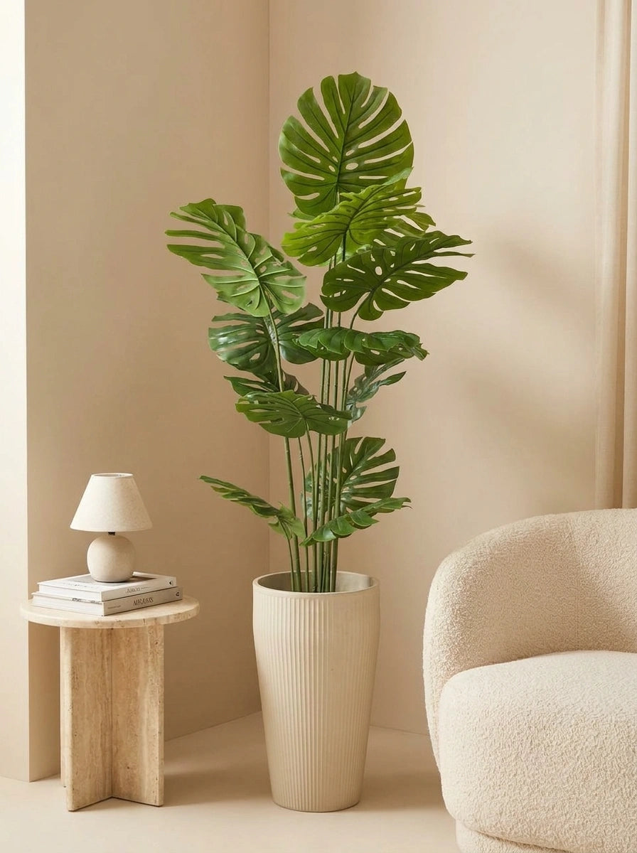 The Apex Architectural Monstera - 5.5ft